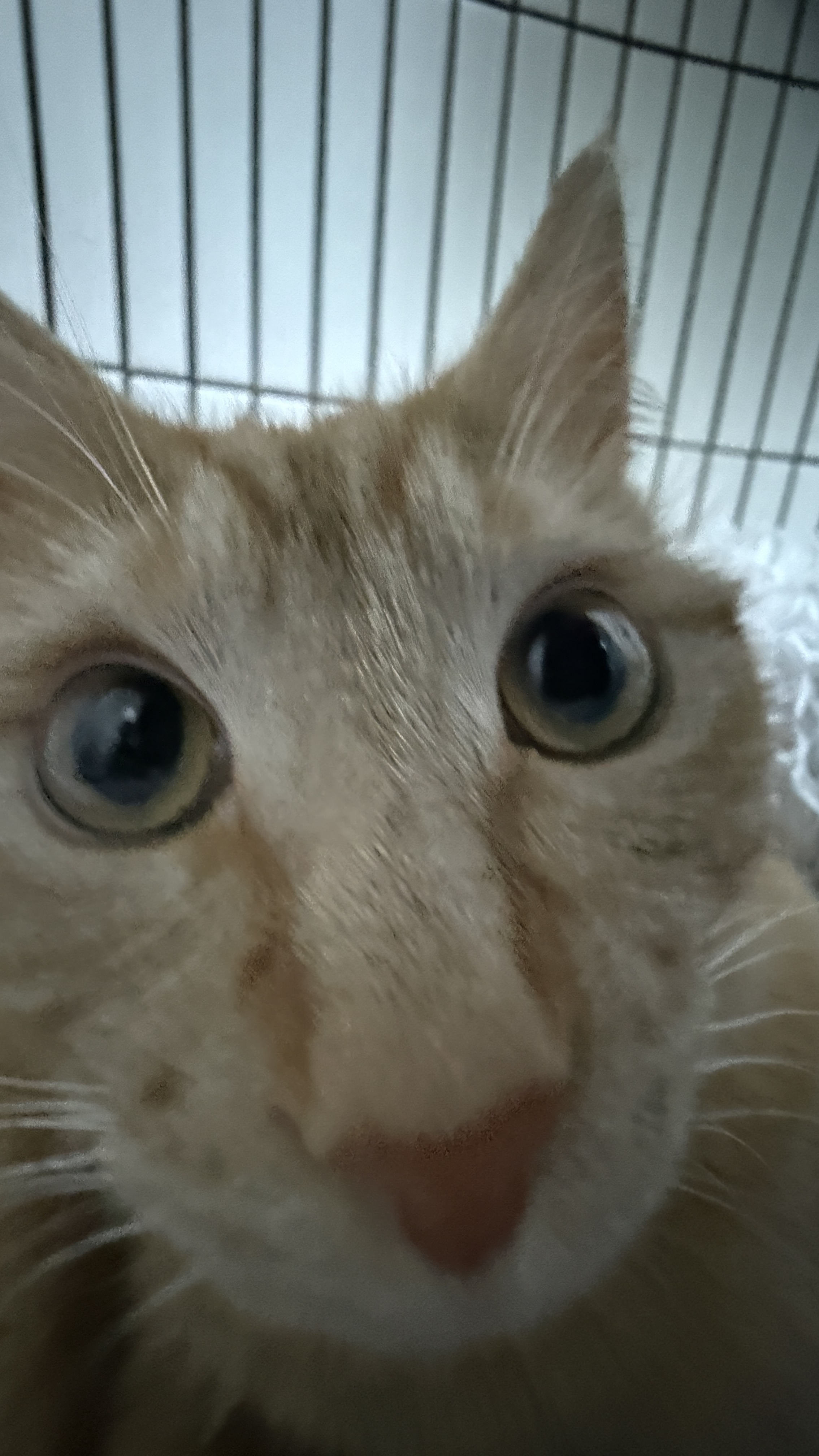Blaze, a ginger cat, curled up on a blanket with her tail over her face