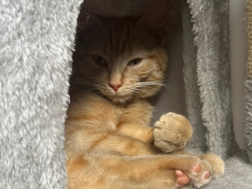 Blaze, a ginger cat, lounging in the cubby of her grey cat tree